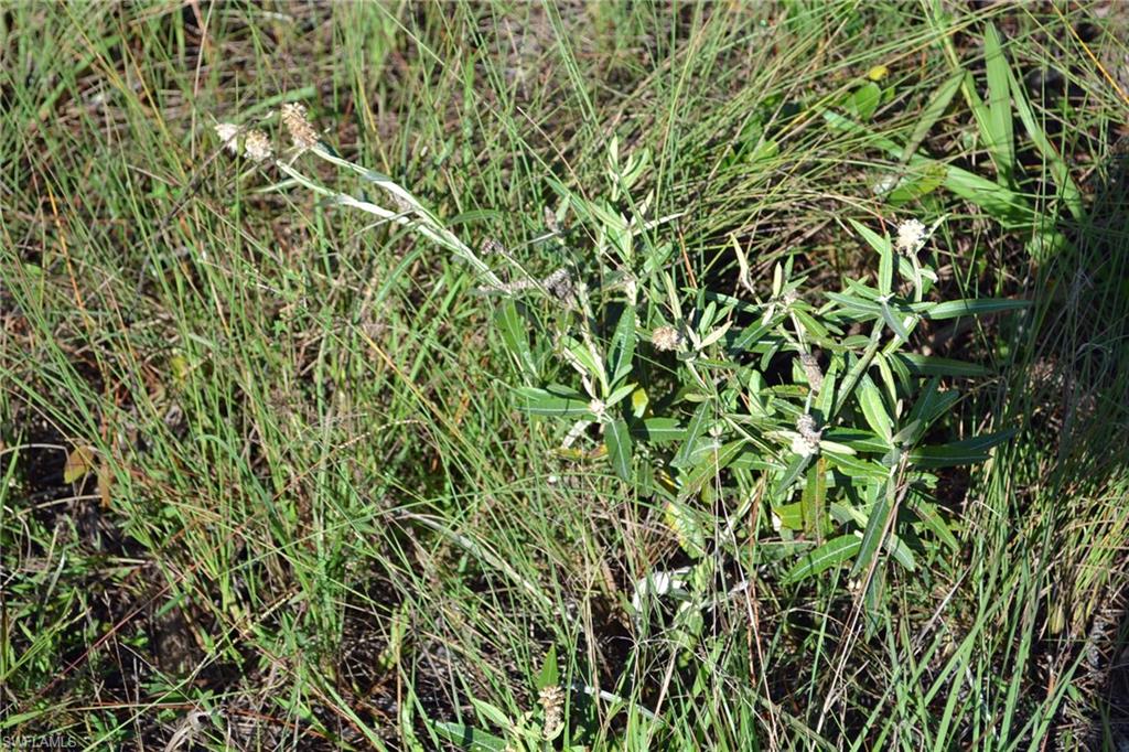 NORTH BELLE MEADE - Land