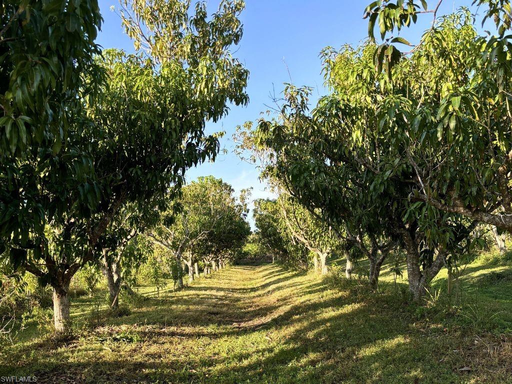 KREAMERS AVOCADO SUBD - Land