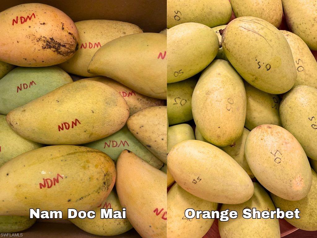 KREAMERS AVOCADO SUBD - Land