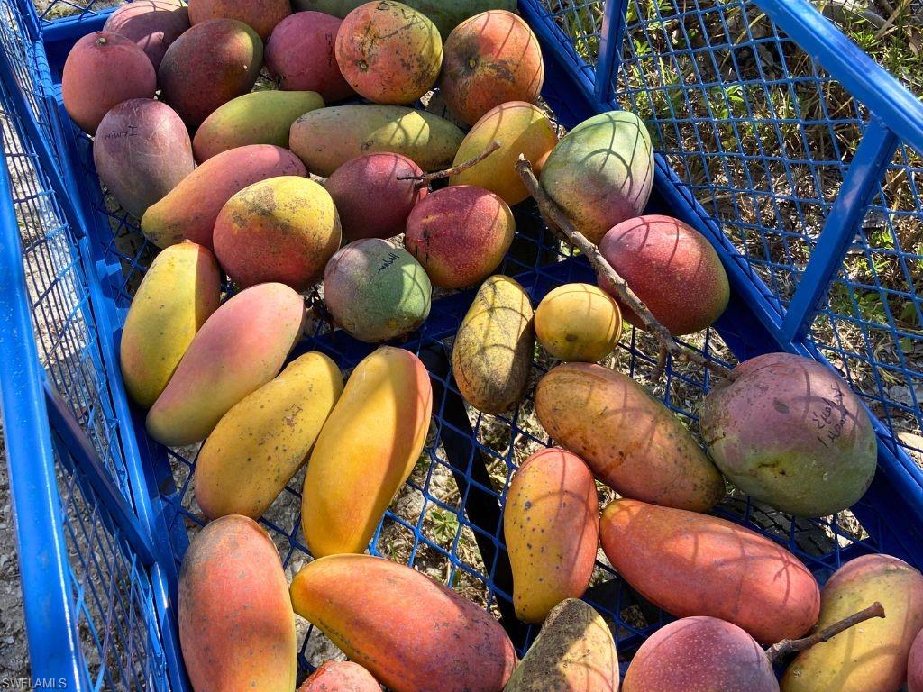 KREAMERS AVOCADO SUBD - Land