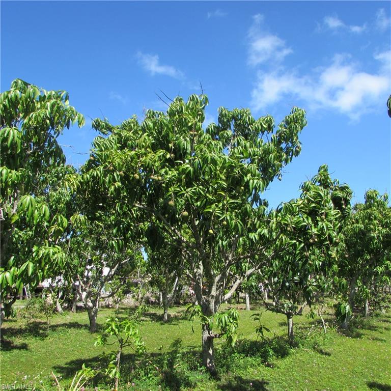 KREAMERS AVOCADO SUBD - Land