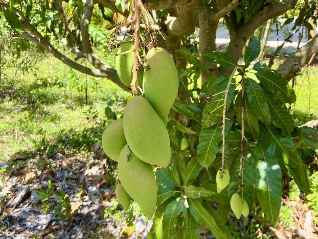 KREAMERS AVOCADO SUBD - Land