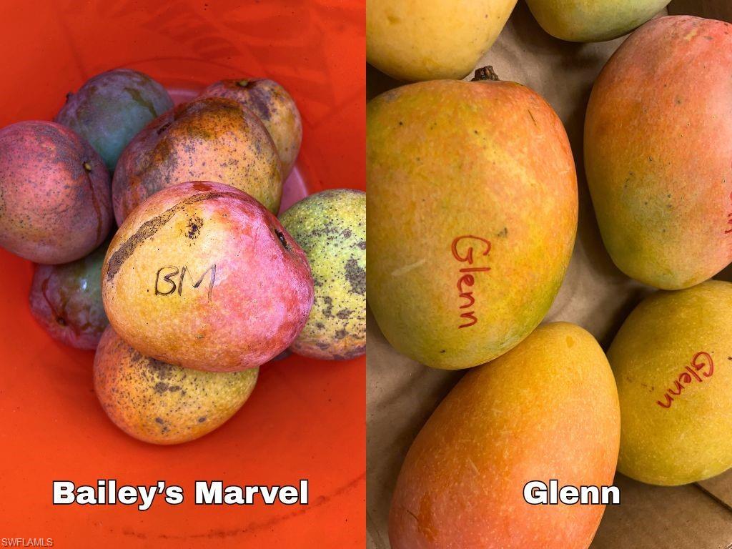 KREAMERS AVOCADO SUBD - Land