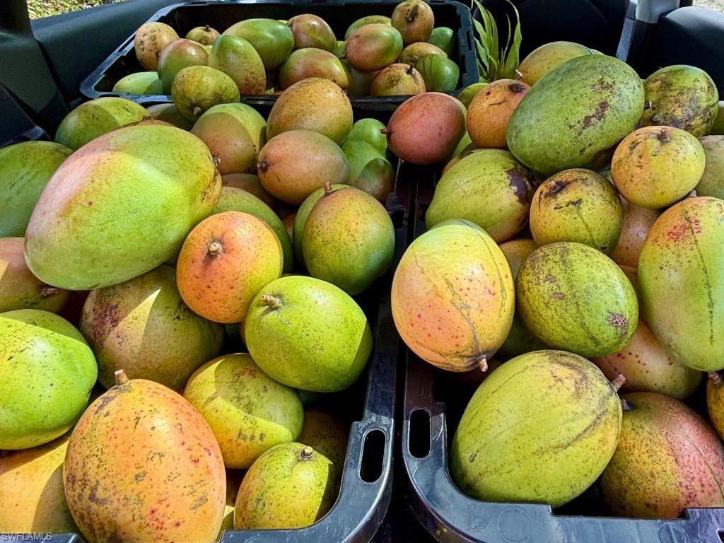 KREAMERS AVOCADO SUBD - Land