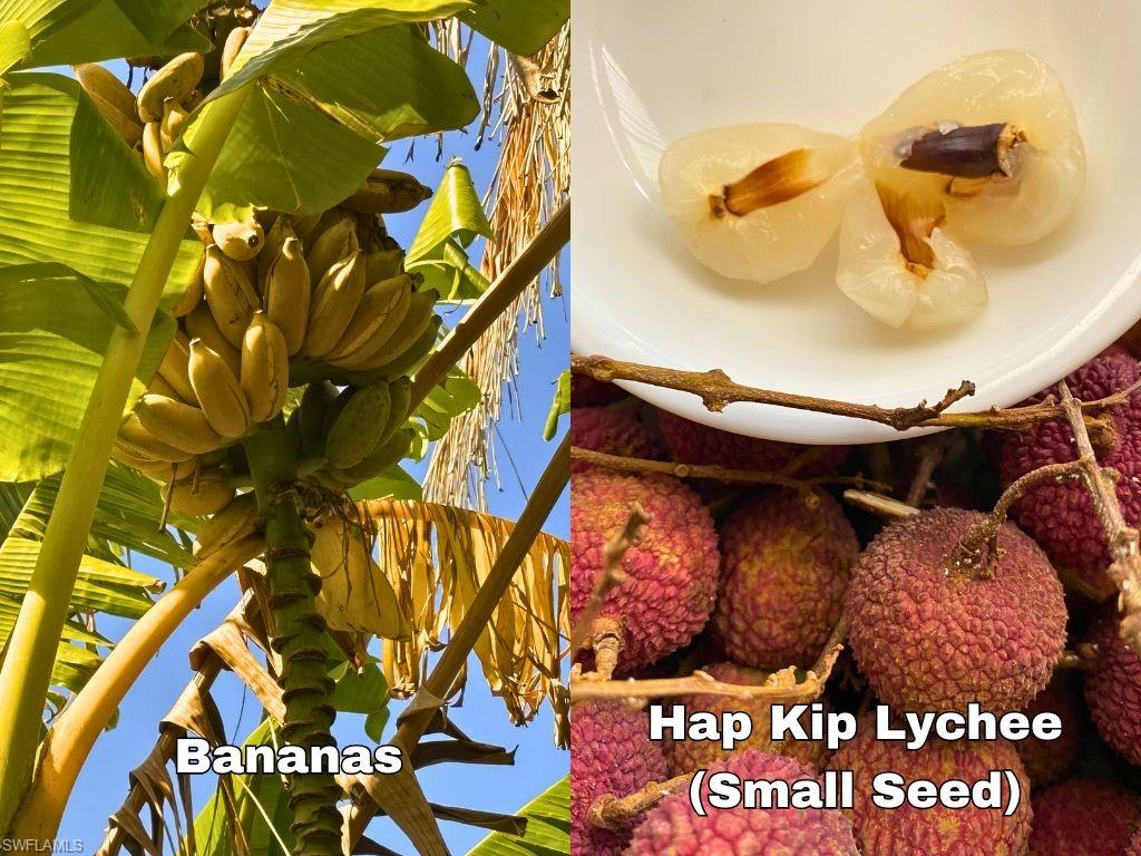 KREAMERS AVOCADO SUBD - Land