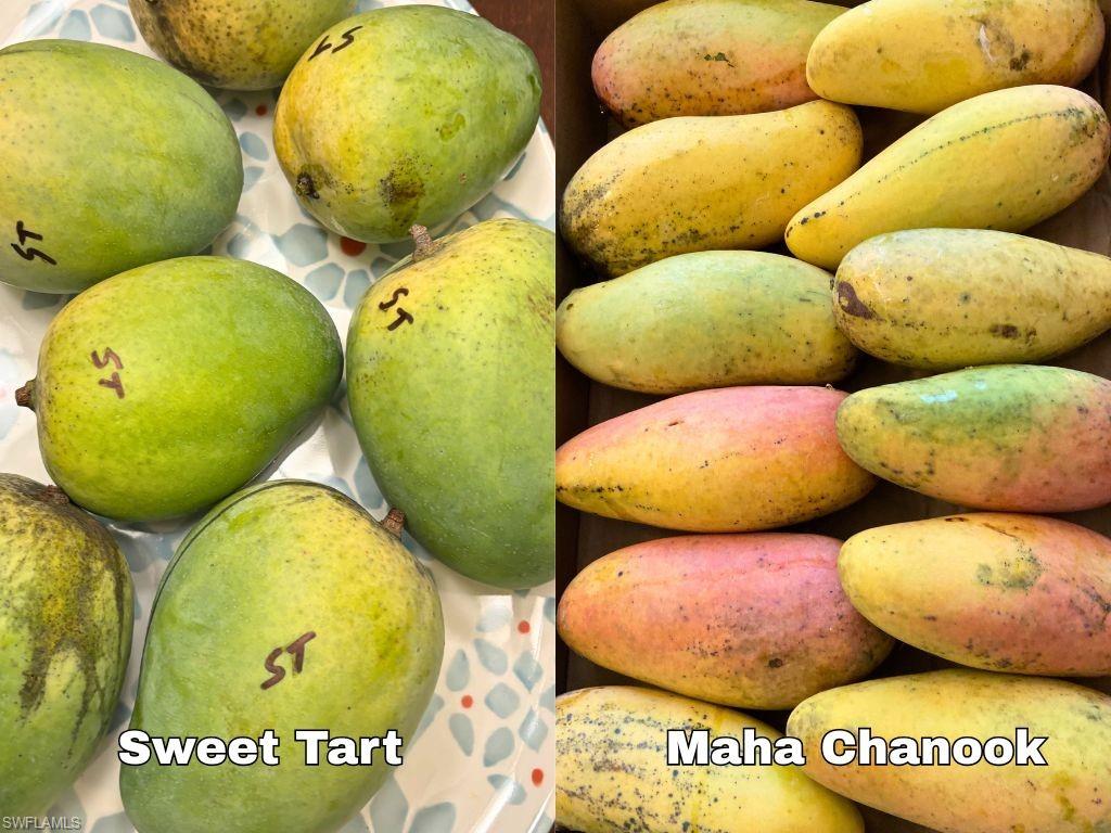 KREAMERS AVOCADO SUBD - Land