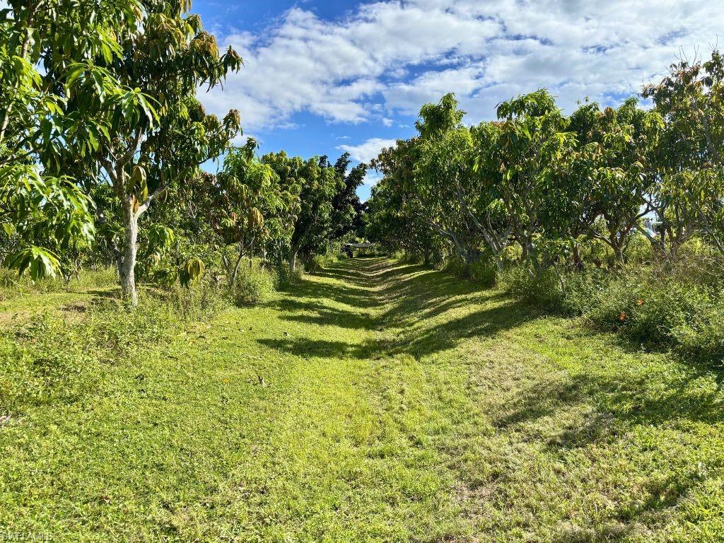 KREAMERS AVOCADO SUBD - Land