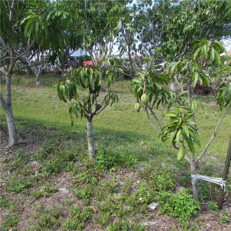 KREAMERS AVOCADO SUBD - Land