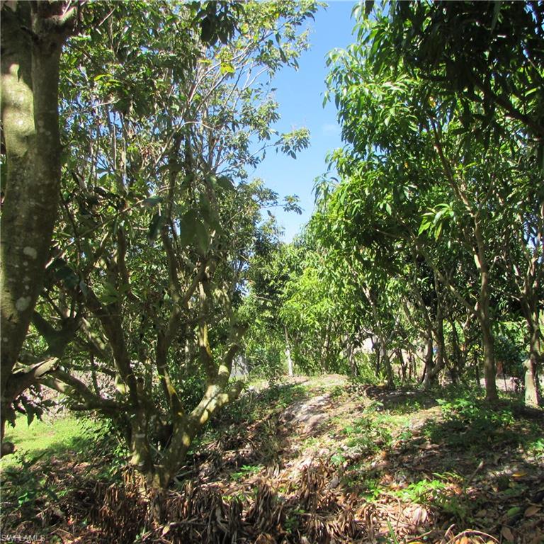 KREAMERS AVOCADO SUBD - Land