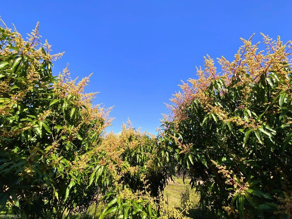 KREAMERS AVOCADO SUBD - Land