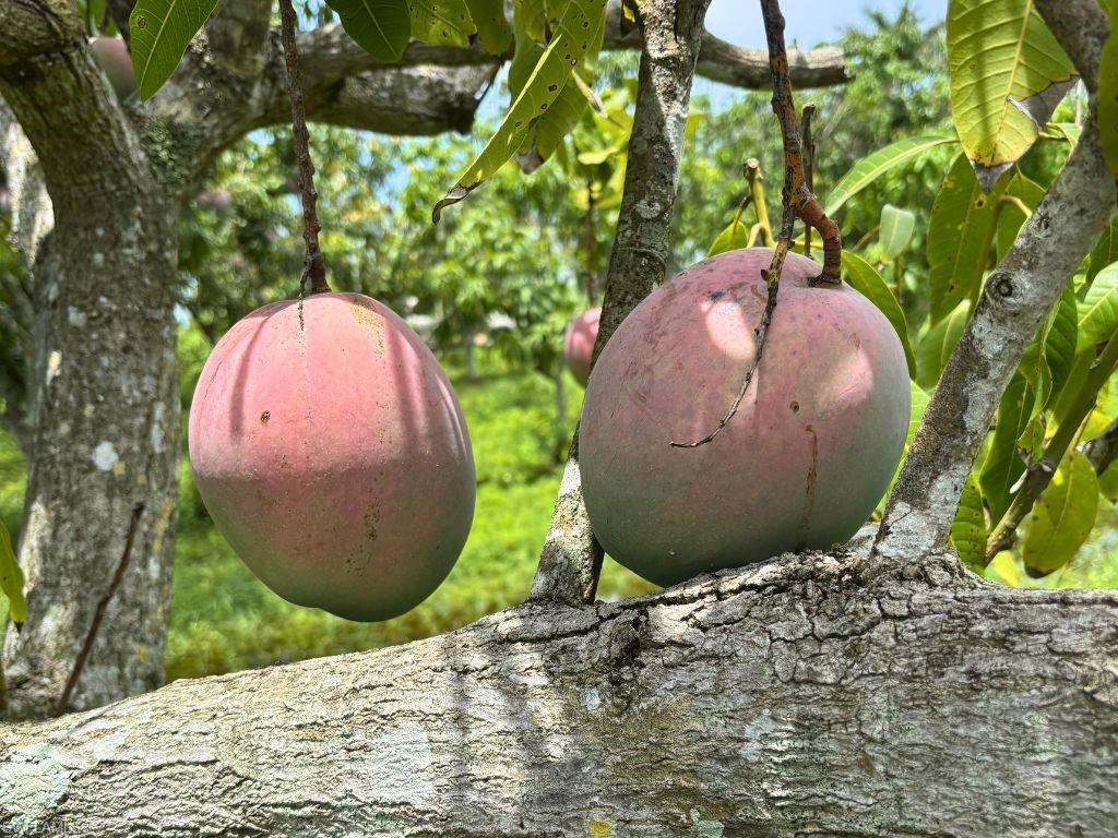 KREAMERS AVOCADO SUBD - Land