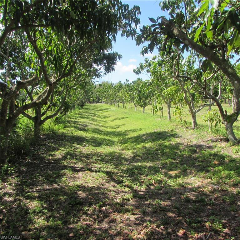 KREAMERS AVOCADO SUBD - Land