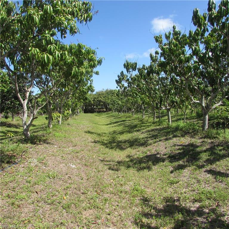 KREAMERS AVOCADO SUBD - Land