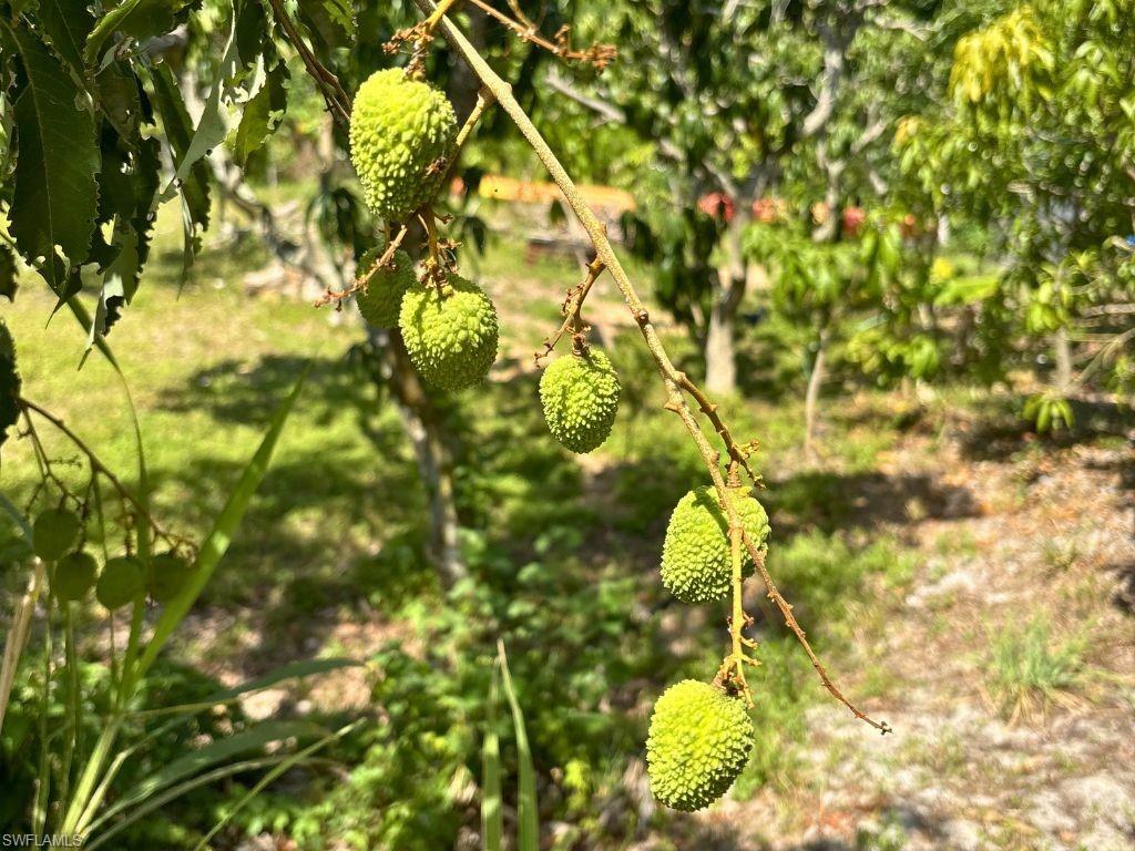 KREAMERS AVOCADO SUBD - Land