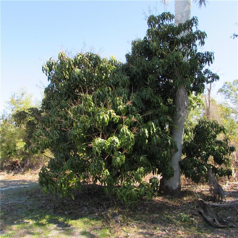 KREAMERS AVOCADO SUBD - Land