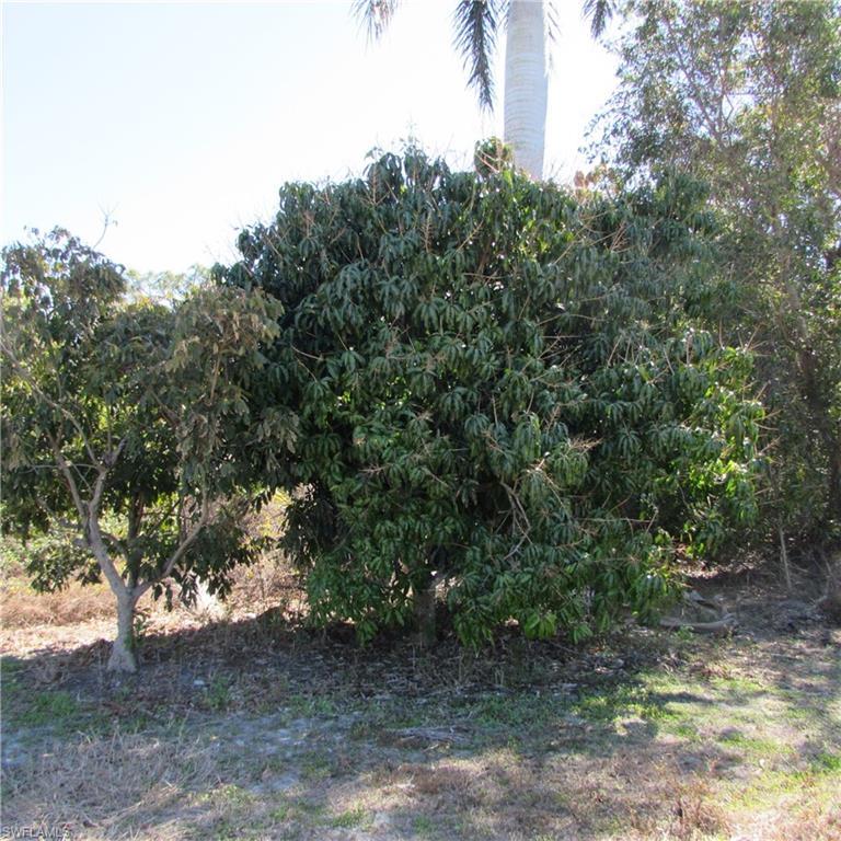 KREAMERS AVOCADO SUBD - Land