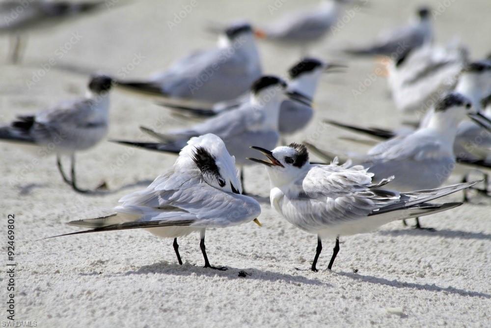 HARBOR LAKES OF NAPLES - Residential