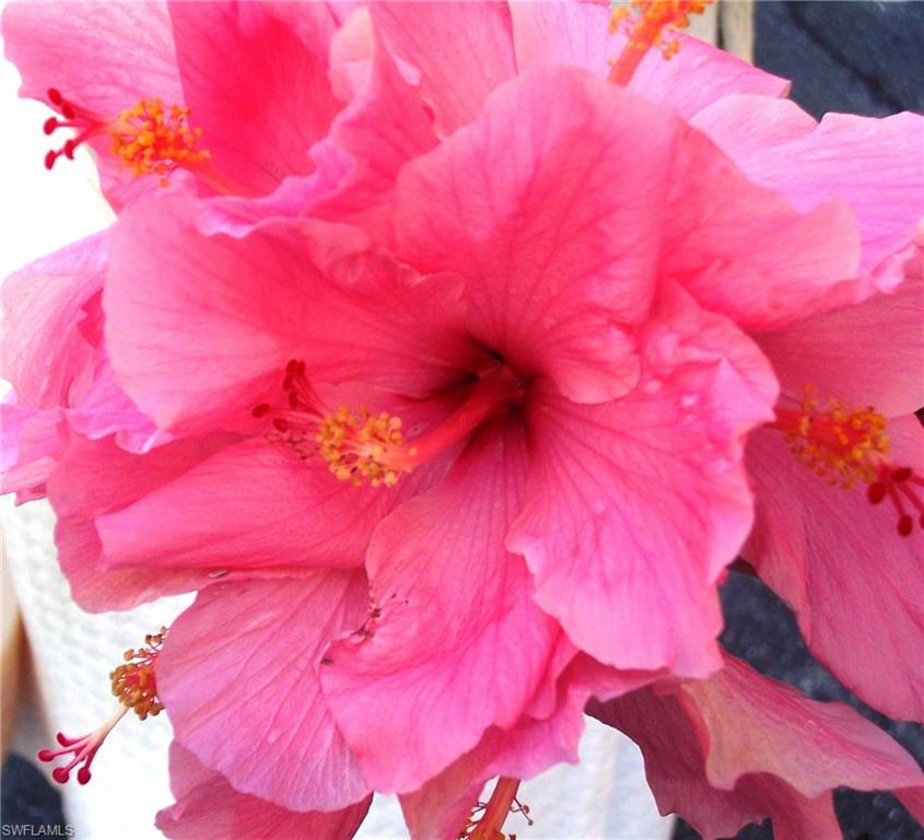 HIBISCUS POINTE - Residential