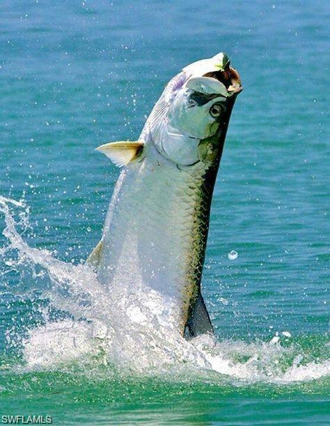 SUNDIET VILLAGE - Land