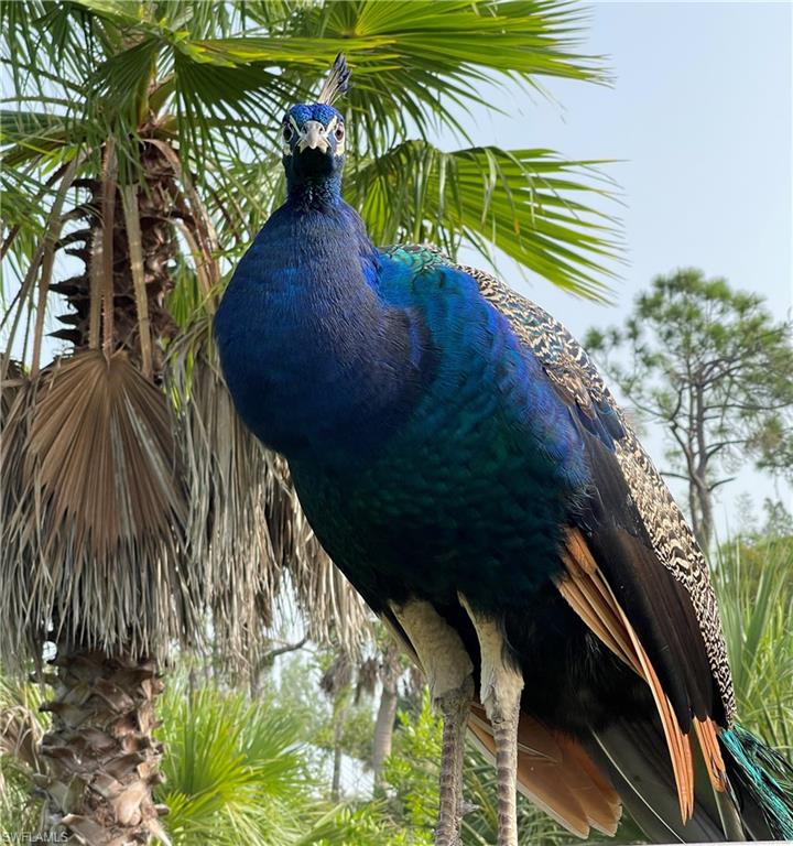 PINE ISLAND - Residential