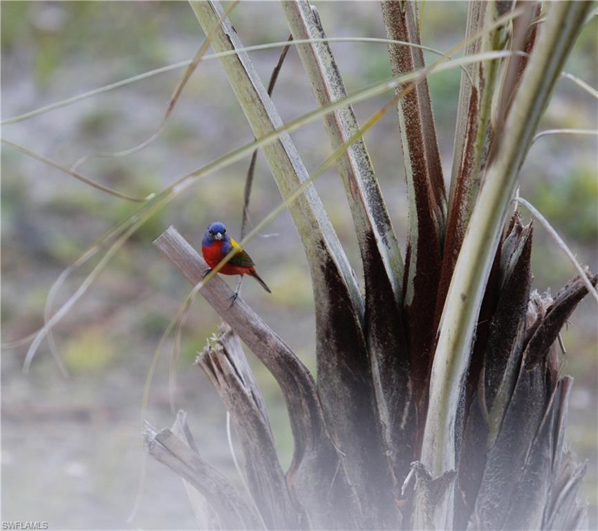 PINE ISLAND - Residential