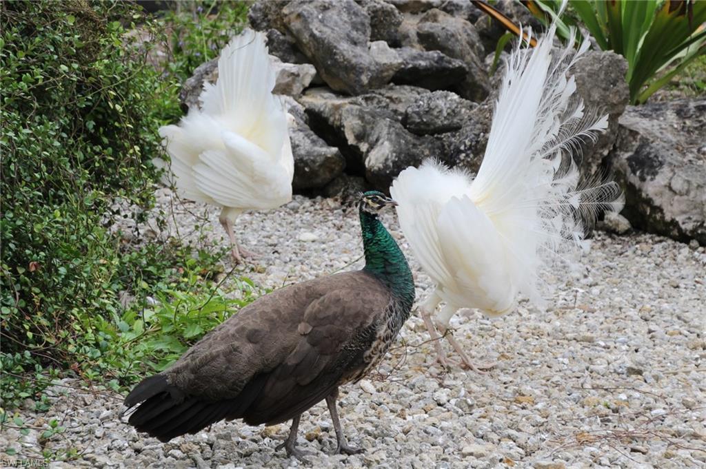 PINE ISLAND - Residential