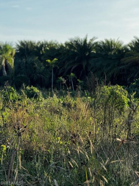 KREAMERS AVOCADO SUBD - Land