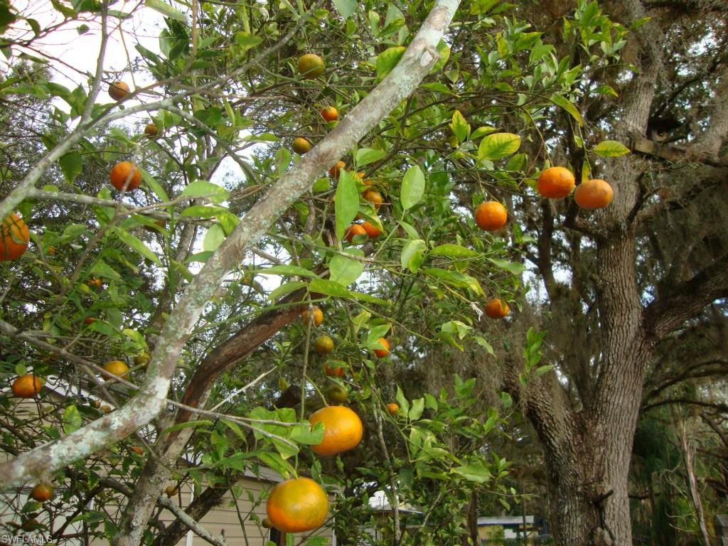 BELMONT - Residential