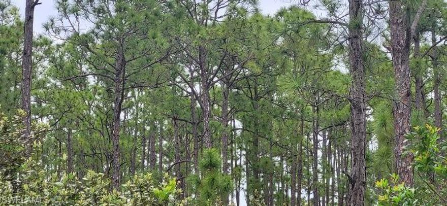 This prime lot is for sale along with its counterpart next door and can be used to build a duplex for income or for your family to live and make some income! It needs to be cleared, but the back side of lot is full of a beautiful pine forest which could be outside your windows with beauty and privacy and seclusion all just minutes from 41 and Del Prado. This land could work for anyone who wants easy access to Cape Coral, Punta Gorda or Fort Myers as the location is near all of these and any and all all necessities but feeling like country! If that's what your looking for, here is where you want to be! All of this and NOT IN A FLOOD ZONE!