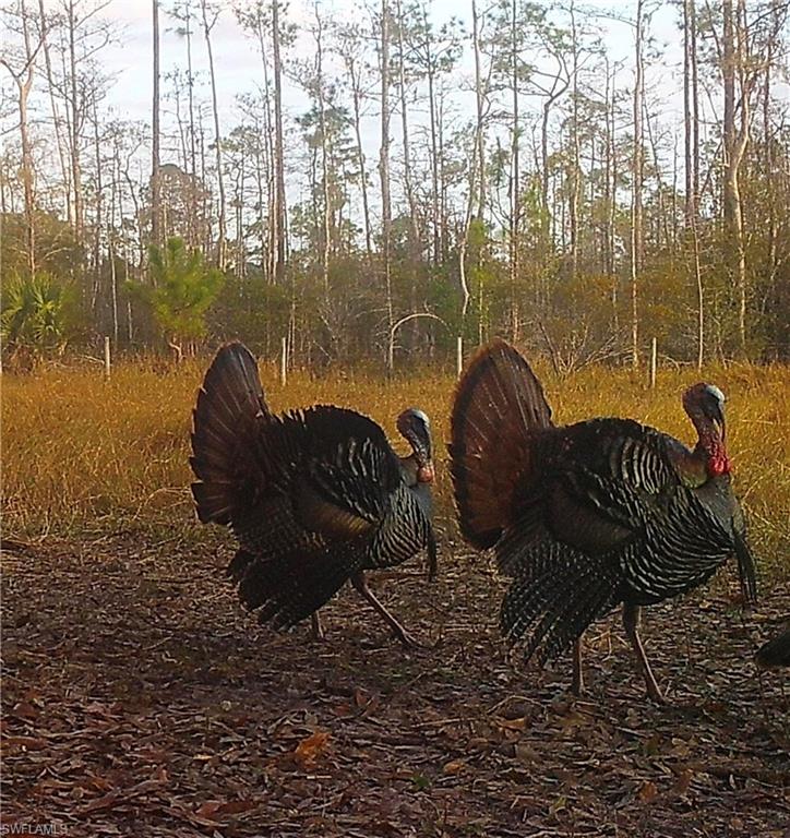 FORT MYERS - Residential