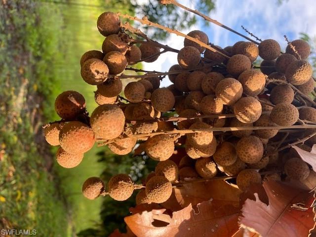 KREAMERS AVOCADO SUBD - Land