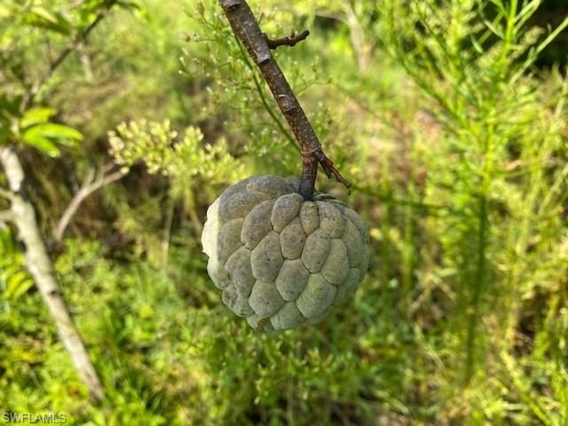 KREAMERS AVOCADO SUBD - Land