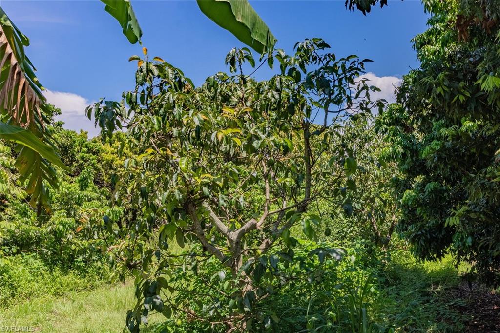 KREAMERS AVOCADO SUBD - Land