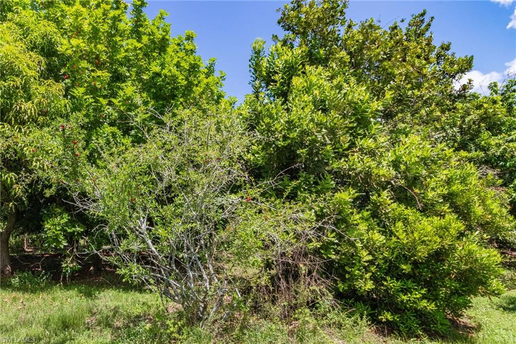 KREAMERS AVOCADO SUBD - Land