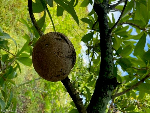 KREAMERS AVOCADO SUBD - Land