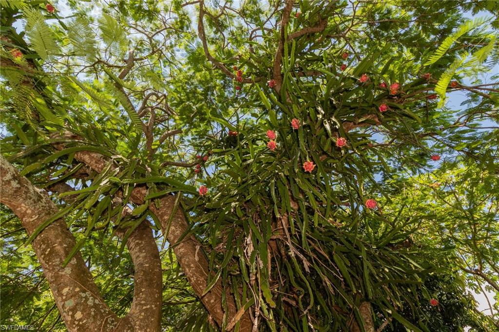 KREAMERS AVOCADO SUBD - Land