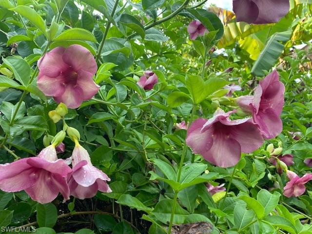 KREAMERS AVOCADO SUBD - Land