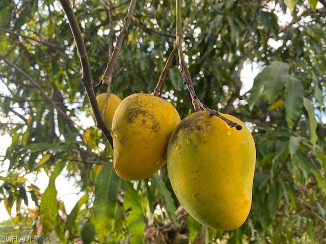 KREAMERS AVOCADO SUBD - Land