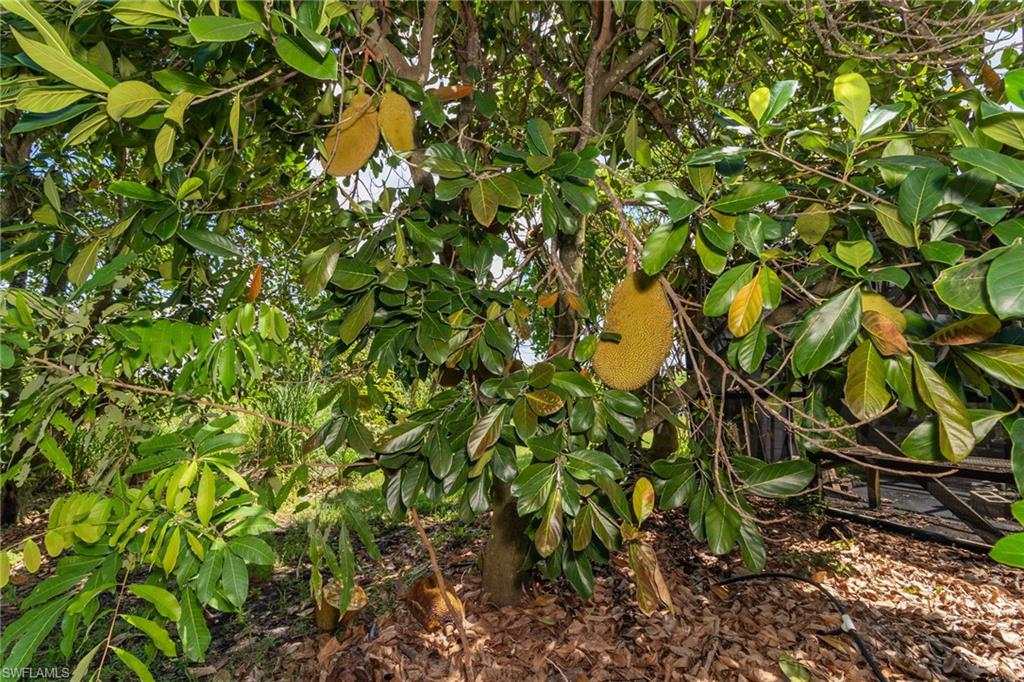 KREAMERS AVOCADO SUBD - Land