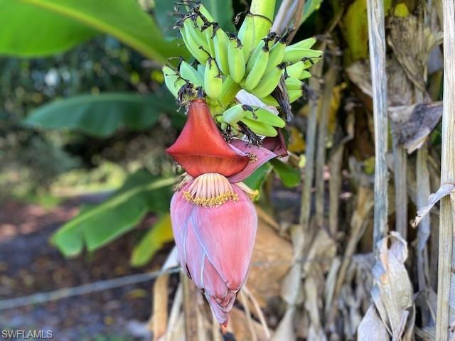 KREAMERS AVOCADO SUBD - Land