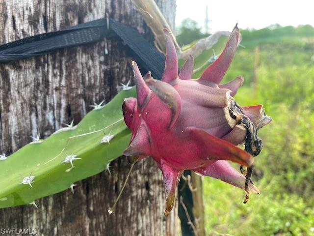 KREAMERS AVOCADO SUBD - Land