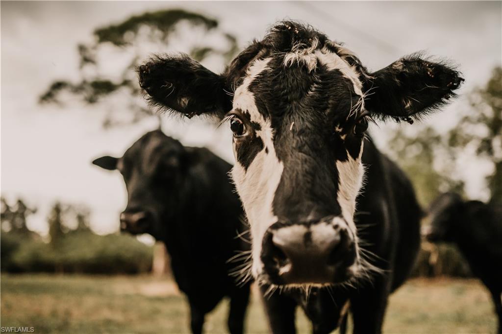 NOT APPLICABLE - Residential Lease