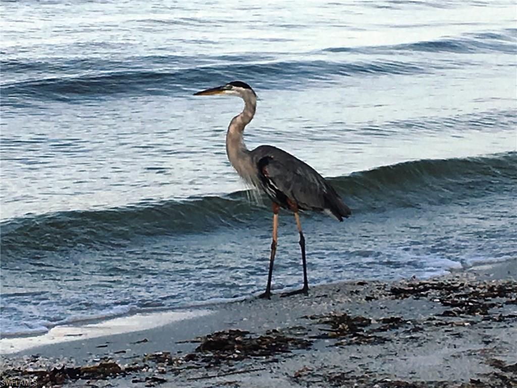 GULLWING BEACH RESORT - Residential