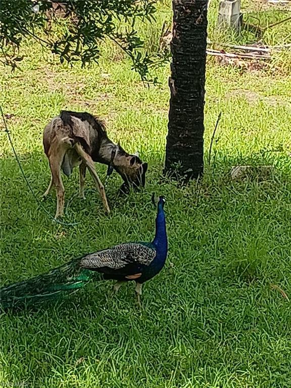 GOLDEN GATE ESTATES - Land