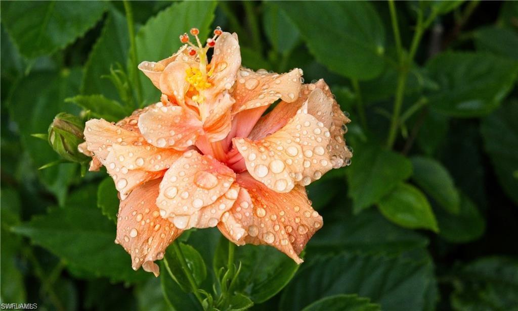 NAPLES MOTORCOACH RESORT - Land