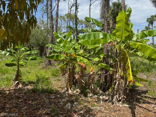 PINE ISLAND RIDGE - Land
