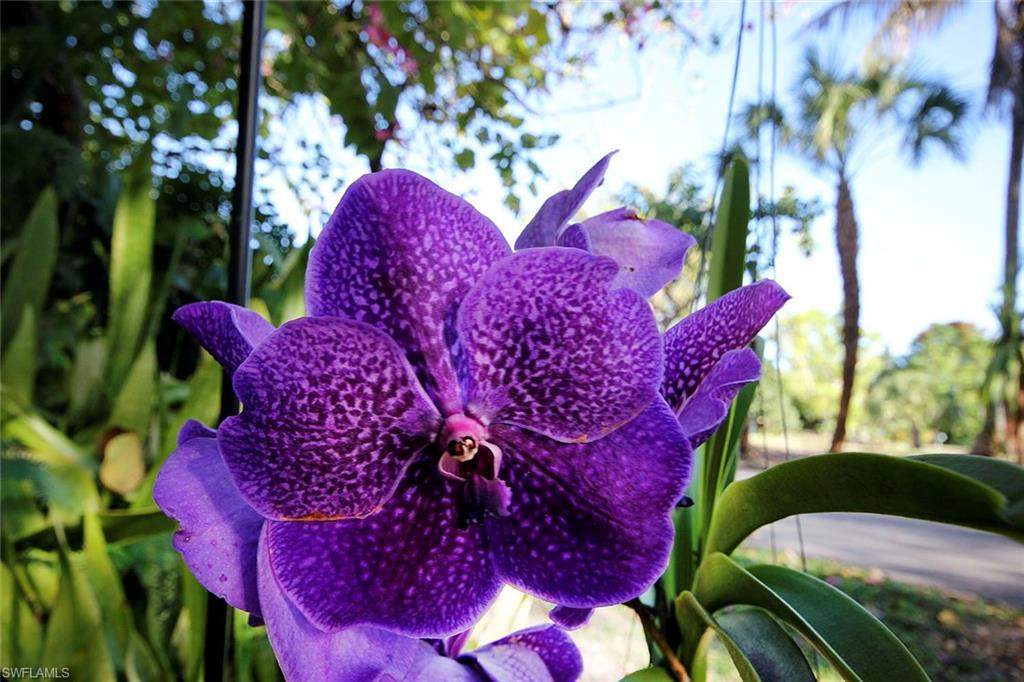 GUMBO LIMBO - Residential
