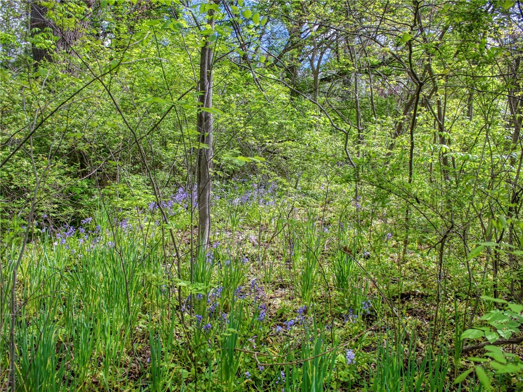 Cayuga Park Road, Ithaca, New York image 7