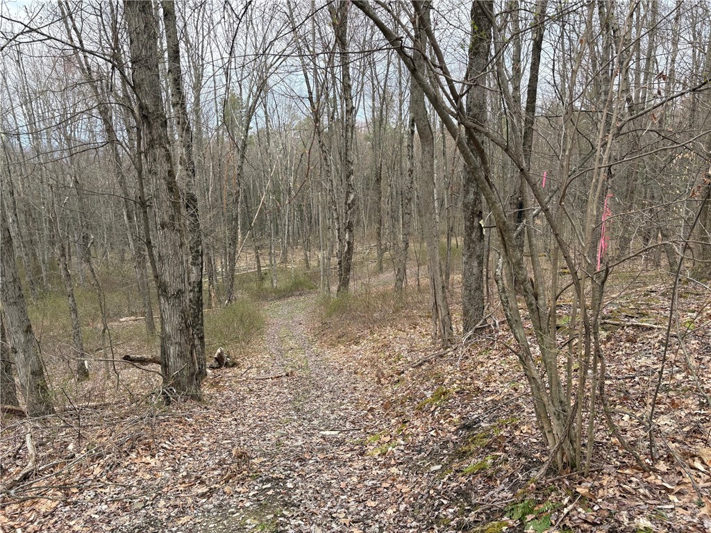 Forest Hill, Owego, New York image 33