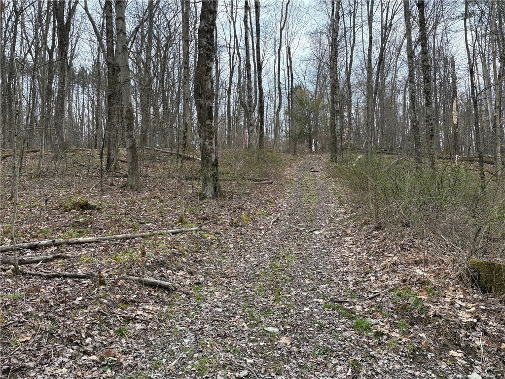Forest Hill, Owego, New York image 7